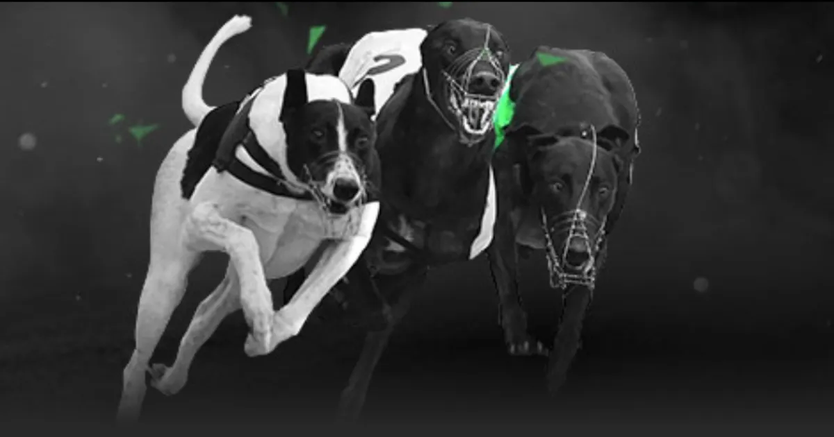 丁俊晖在世,界大奖赛中,惜败徐某,B体育登录入口,B体育平台,B体育注册网址,B体育app,B体育官网,B体育网站,B体育网页版